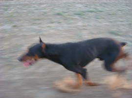 Rómulo